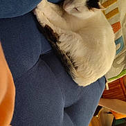 Jackson is registered to the contest to win money with this photo: bare_feet, black_markings, blanket, blue_couch, carpet, cat, cozy, cushion, domestic_animal, feline, home, indoor, pet, pillow, relaxing, resting, sleeping, sneaker, white_cat, wood_floor