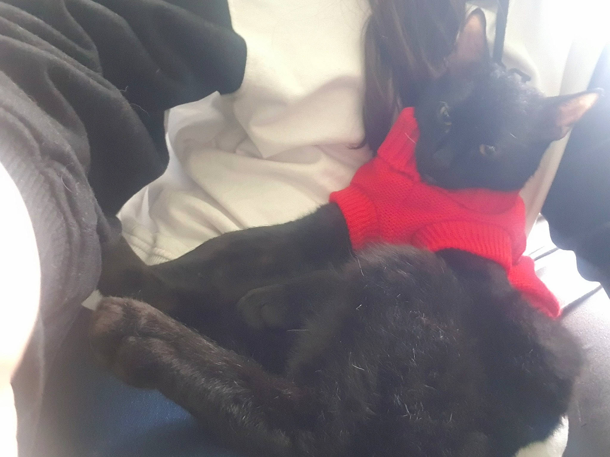 Sooty is registered to the contest to win money with this photo: bed, carnivore, comfort, companion_dog, couch, dog, dog_breed, ear, fawn, felidae, fur, gesture, human_leg, linens, pillow, room, small_to_medium_sized_cats, tail, thigh, whiskers