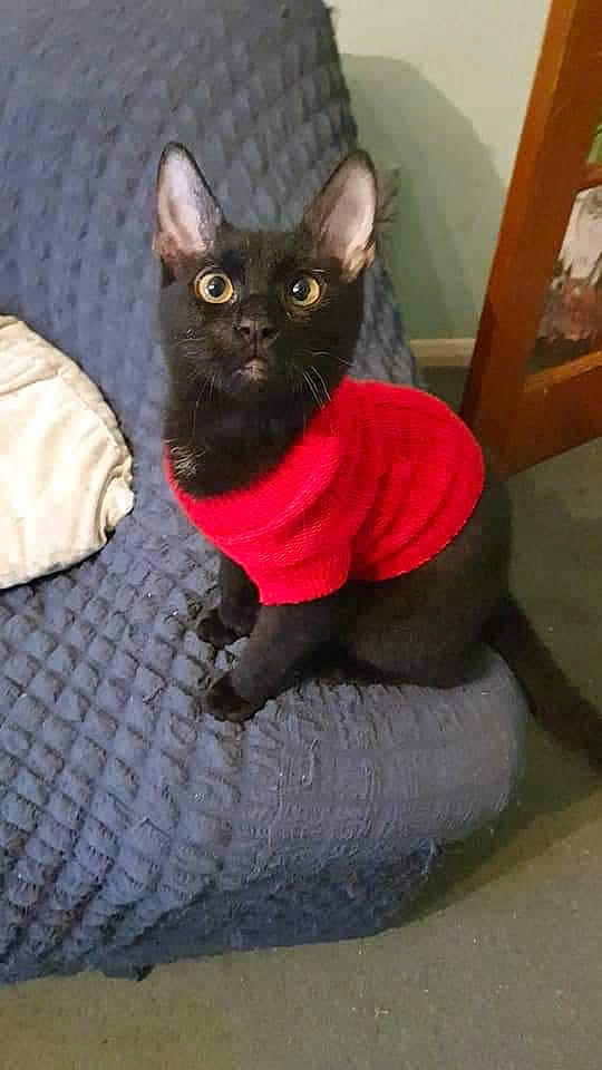 Sooty is registered to the contest to win money with this photo: art, black_cat, bombay, carnivore, cat, cat_supply, comfort, domestic_short_haired_cat, fawn, felidae, flooring, fur, grey, sculpture, small_to_medium_sized_cats, snout, tail, terrestrial_animal, whiskers, wood