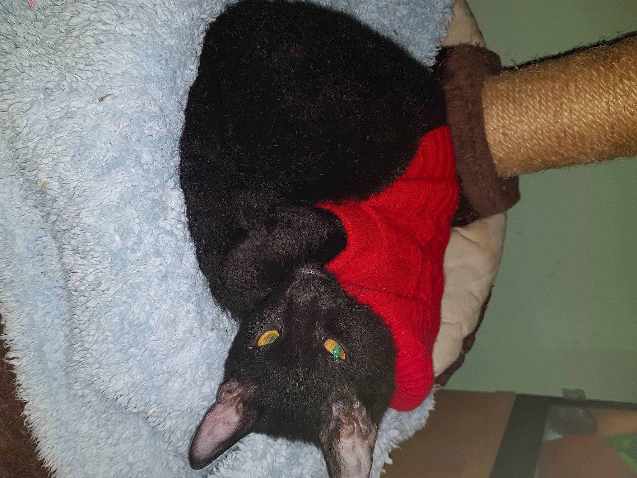 Sooty is registered to the contest to win money with this photo: black, canidae, carnivore, claw, comfort, companion_dog, dog, dog_breed, elbow, fashion_accessory, fur, human_leg, sleeve, snout, sporting_group, tail, thigh, wool, working_animal, wrist