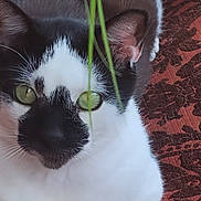 Marcell joined the competition — help win amazing prizes! cat, cats, black_and_white, white_fur, black_fur, green_eyes, close_up, portrait, pet, feline, whiskers, ears, fluffy, indoor, rug, patterned_background, green_grass, staring, sitting, cozy