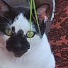 cat, cats, black_and_white, white_fur, black_fur, green_eyes, close_up, portrait, pet, feline, whiskers, ears, fluffy, indoor, rug, patterned_background, green_grass, staring, sitting, cozy