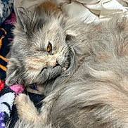 Pudgy joined the competition — help win amazing prizes! bedding, blanket, cat, close_up, cozy, cuddly, curled_up, feline, fluffy, golden_eye, gray_fur, home, indoor, longhaired, pet, portrait, relaxed, sleeping, soft_lighting, whiskers