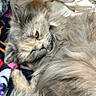 bedding, blanket, cat, close_up, cozy, cuddly, curled_up, feline, fluffy, golden_eye, gray_fur, home, indoor, longhaired, pet, portrait, relaxed, sleeping, soft_lighting, whiskers