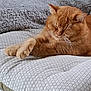 cat, ginger_cat, sleeping, paws, cushion, patterned_fabric, blanket, cozy, indoor, relaxed, pet, fur, whiskers, ears, home, resting, feline, cute, animal, soft