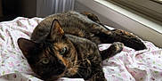 Xena joined the competition — help win amazing prizes! cat, tortoiseshell, indoor, window, blanket, floral_pattern, cozy, pet, resting, feline, fur, curious, natural_light, soft, home, relaxed, cute, animal, laying, domestic