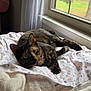 cat, tortoiseshell, indoor, window, blanket, floral_pattern, cozy, pet, resting, feline, fur, curious, natural_light, soft, home, relaxed, cute, animal, laying, domestic