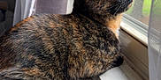 Xena joined the competition — help win amazing prizes! animal, blanket, cat, cozy, curtains, domestic_animal, feline, fur, home, indoor, looking_out, natural_light, peaceful, pet, quiet, resting, side_view, soft_texture, tortoiseshell, window