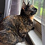 Xena joined the competition — help win amazing prizes! cat, tortoiseshell, window, blanket, curtains, indoor, pet, feline, fur, looking_out, natural_light, cozy, resting, side_view, domestic_animal, soft_texture, quiet, peaceful, home, animal