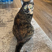 Xena is registered to the contest to win money with this photo: cat, tortoiseshell_cat, pet, animal, indoor, rug, wooden_floor, bottled_water, curious, yellow_eyes, feline, tail, home, blanket, corner, door, flooring, fur, looking_back, domestic