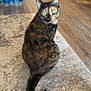 cat, tortoiseshell_cat, pet, animal, indoor, rug, wooden_floor, bottled_water, curious, yellow_eyes, feline, tail, home, blanket, corner, door, flooring, fur, looking_back, domestic