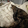 Xena is registered to the contest to win money with this photo: animal, bedroom, blanket, casual, cat, comfort, cozy, decor, fluffy, furniture, home, indoor, mirror, pet, relaxation, resting, shelf, sleeping, soft_light, tortoiseshell_cat