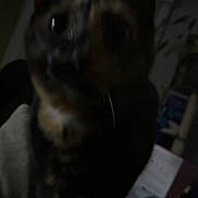 Xena joined the competition — help win amazing prizes! animal, blurry, cat, closeup, cute, dark, domestic, ears, feline, furry, indoor, lowlight, mammal, mystery, night, pet, portrait, shadow, unfocused, whiskers