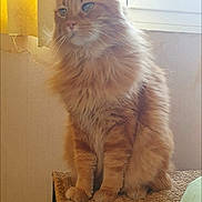 Loulou participe au concours pour gagner de l'argent avec cette photo : cat, orange_cat, fluffy, feline, pet, indoor, window, curtain, stool, furniture, sunlight, domestic_animal, whiskers, ears, paws, sitting, fur, portrait, home, relaxed
