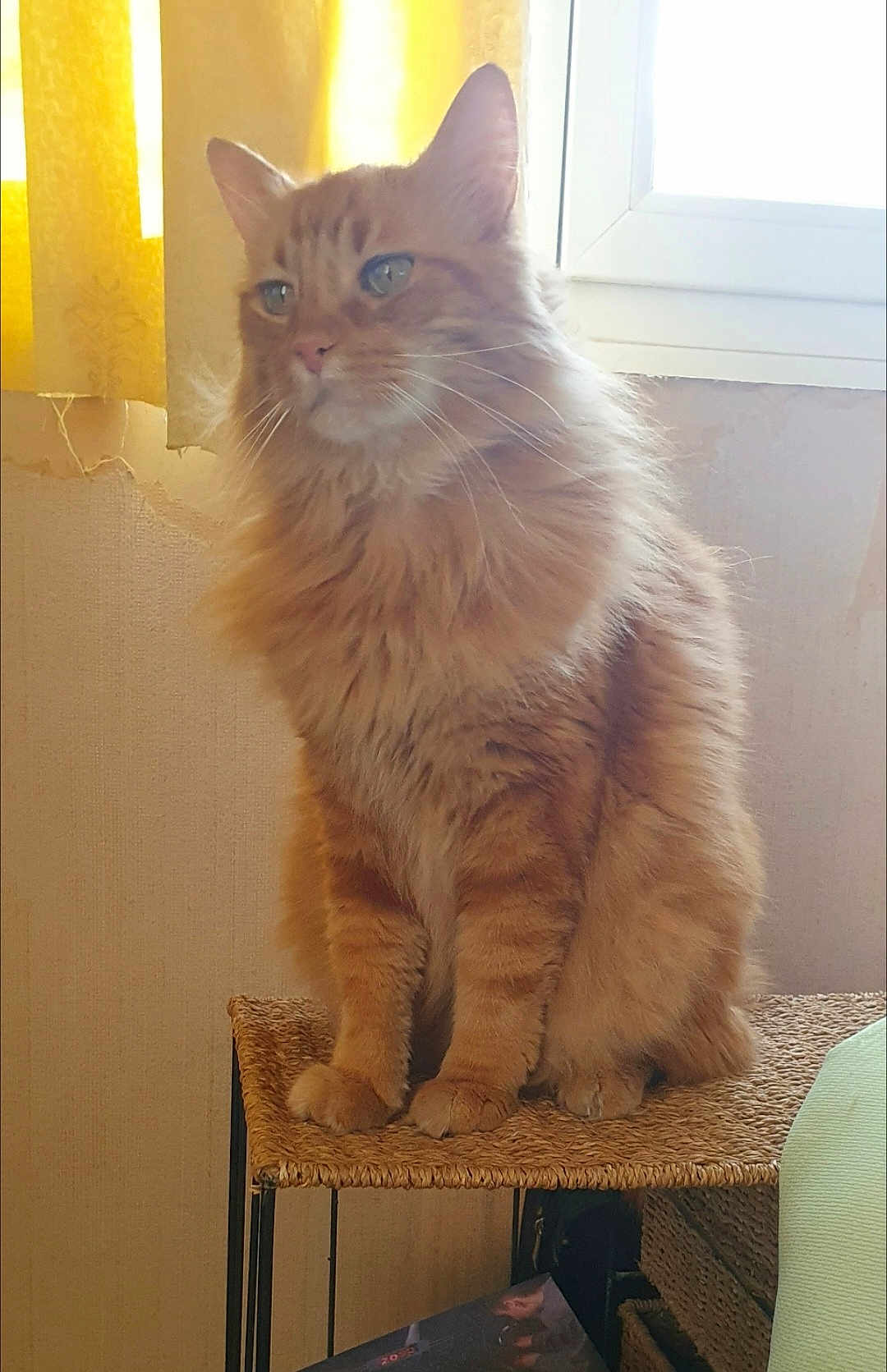 Loulou participe au concours pour gagner de l'argent avec cette photo : cat, orange_cat, fluffy, feline, pet, indoor, window, curtain, stool, furniture, sunlight, domestic_animal, whiskers, ears, paws, sitting, fur, portrait, home, relaxed