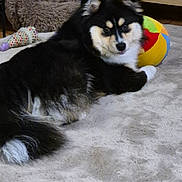 Aïko a rejoint le concours — aidez-le/la à gagner de superbes lots ! dog, indoor, rug, pet_bed, colorful_ball, wooden_floor, furniture, cozy, black_and_white, fluffy, toy, resting, home, living_room, domestic_animal, cute, relaxed, animal, companion, floor