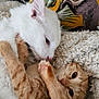 Ambre Et Jade a rejoint le concours — aidez-le/la à gagner de superbes lots ! cat, kitten, white_cat, orange_tabby, snuggling, cuddle, pet, animal, feline, cozy, blanket, pillow, indoor, cute, fur, resting, closeup, playful, domestic_cat, adorable