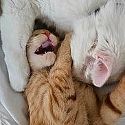 Ambre Et Jade a rejoint le concours — aidez-le/la à gagner de superbes lots ! cat, kitten, orange_tabby, white_cat, furry, cute, playful, cuddle, pets, animal, sleeping, relaxed, whiskers, ear, mouth_open, fur_texture, close_up, indoor, bed, soft