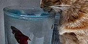 Ambre Et Jade a rejoint le concours — aidez-le/la à gagner de superbes lots ! cat, fish, betta_fish, glass, water, blue_stones, orange_tabby, pet, curious, indoor, table, close_up, animal, side_view, domestic_animal, feline, aquarium, container, still_life, watching