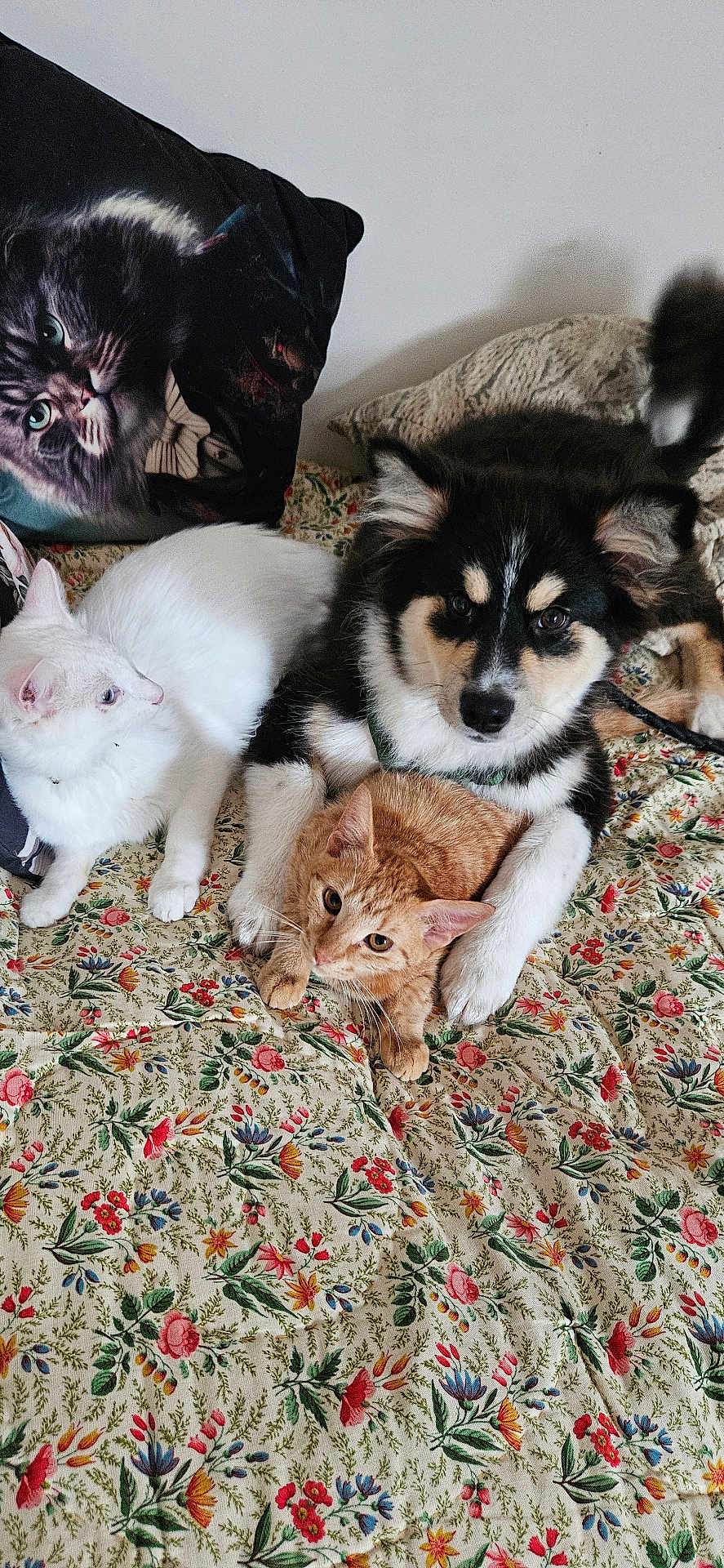 Ambre Et Jade participe au concours pour gagner de l'argent avec cette photo : dog, orange_cat, white_cat, bedspread, floral_pattern, pillow, cat_image, indoor, pet, animal, fur, resting, curious, companion, cute, cozy, domestic, friendship, relaxation, multi_pet
