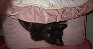 Aurora Sky is registered to the contest to win money with this photo: animal, bed, black_cat, blanket, comfort, cozy, cushion, cute, domestic_cat, feline, fur, hiding, indoor, kitten, peek, pet, pink, resting, small, soft