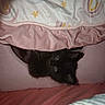 animal, bed, black_cat, blanket, comfort, cozy, cushion, cute, domestic_cat, feline, fur, hiding, indoor, kitten, peek, pet, pink, resting, small, soft