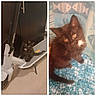 Aurora Sky is registered to the contest to win money with this photo: animal, black_cat, blue_rug, cat, close_up, curious, cute, domestic_cat, feline, fish_pattern, floor, fluffy, indoor, kitten, pet, scooter, tilted_head, two_photos, white_patch, young_cat