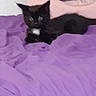 animal, bed, black_cat, cat, cozy, cute, ears, feline, fur, indoor, kitten, lying_down, pet, purple_blanket, resting, sleepy, small, soft, whiskers, young