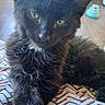 Aurora Sky is registered to the contest to win money with this photo: animal, black_cat, blurred_background, close_up, cute, domestic_cat, feline, floor, furry, green_eyes, indoor, kitten, patterned_fabric, pet, playful, resting, soft_fur, toy, whiskers, young_cat
