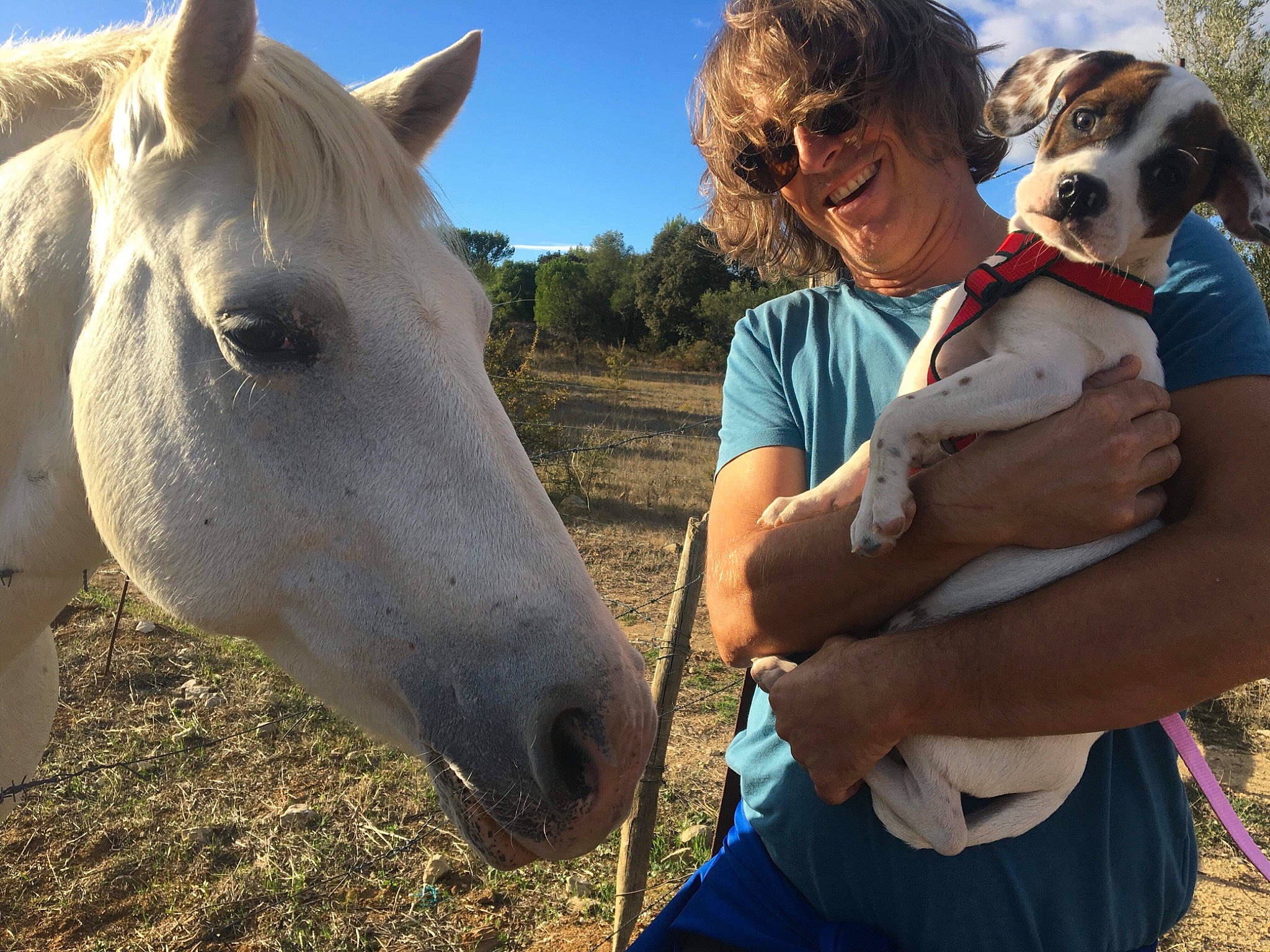 Pamela a rejoint le concours — aidez-le/la à gagner de superbes lots ! bridle, carnivore, companion_dog, dog, fawn, glasses, goggles, happy, horse, horse_supplies, horse_tack, jaw, mammal, mane, pack_animal, sky, summer, sunglasses, vertebrate, working_animal