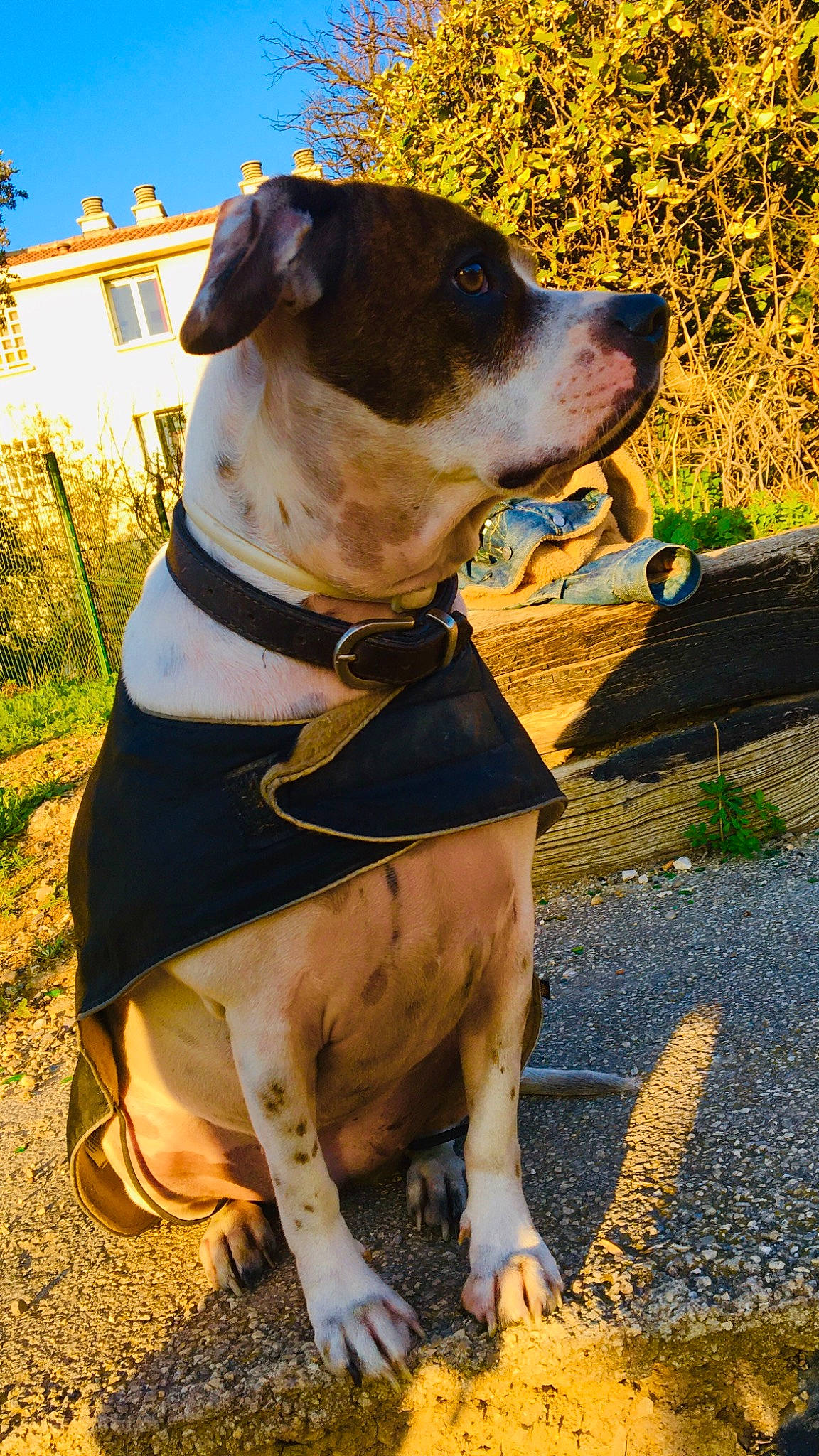 Pamela participe au concours pour gagner de l'argent avec cette photo : carnivore, collar, companion_dog, dog, dog_breed, dog_collar, dog_supply, fashion_accessory, fawn, grass, hat, leash, light, pet_supply, plant, sky, snout, sporting_group, whiskers, working_animal