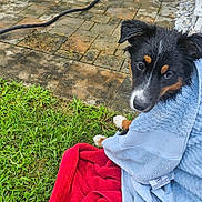 Dipper joined the competition — help win amazing prizes! dog, puppy, towel, wet, grass, outdoor, curious, black, brown, white, face, ears, eyes, snout, pavement, hose, red_towel, blue_towel, wrapped, pet