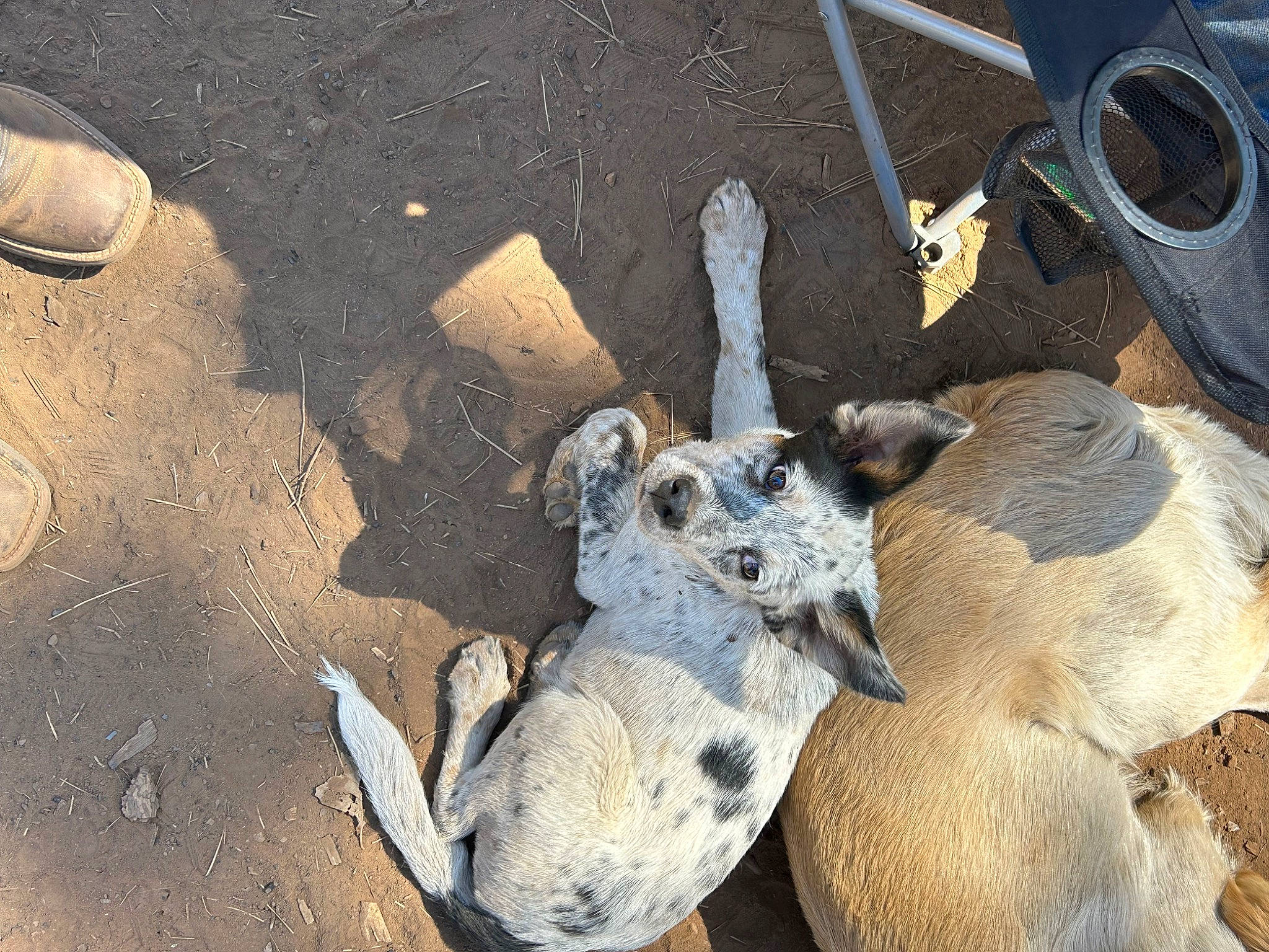 Nismo is registered to the contest to win money with this photo: american_alligator, american_crocodile, art, asphalt, auto_part, automotive_tire, nile_crocodile, plant, reptile, road_surface, rock, sand, sculpture, shadow, snout, soil, terrestrial_animal, tree, trunk, wood