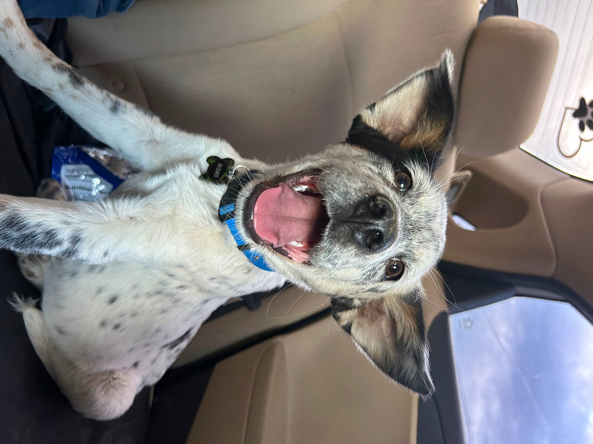 Nismo joined the competition — help win amazing prizes! canidae, car, carnivore, collar, comfort, companion_dog, dog, dog_breed, dog_collar, dog_supply, ear, fawn, fur, jaw, snout, sporting_group, vehicle, vertebrate, whiskers, working_animal