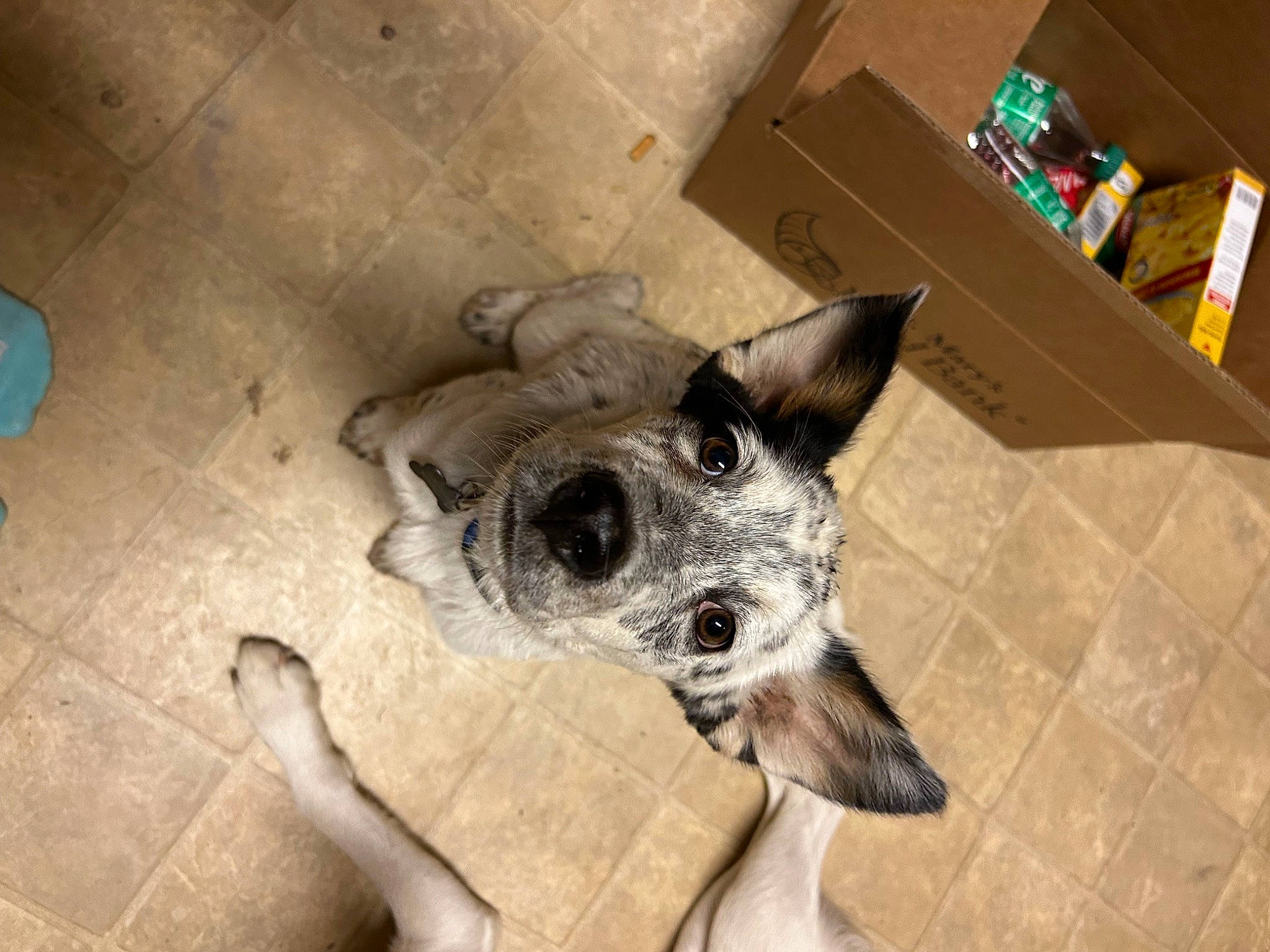 Nismo joined the competition — help win amazing prizes! canidae, carnivore, companion_dog, dog, dog_breed, dog_supply, ear, fawn, flooring, foot, fur, hardwood, jaw, paw, snout, sporting_group, texas_heeler, whiskers, wood, working_animal