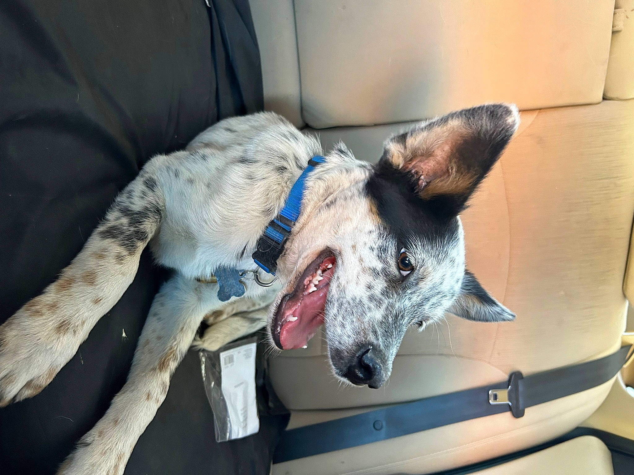 Nismo joined the competition — help win amazing prizes! australian_cattle_dog, canidae, carnivore, collar, companion_dog, dog, dog_breed, dog_supply, fawn, guard_dog, herding_dog, jaw, koolie, paw, snout, sporting_group, texas_heeler, vehicle, whiskers, working_animal