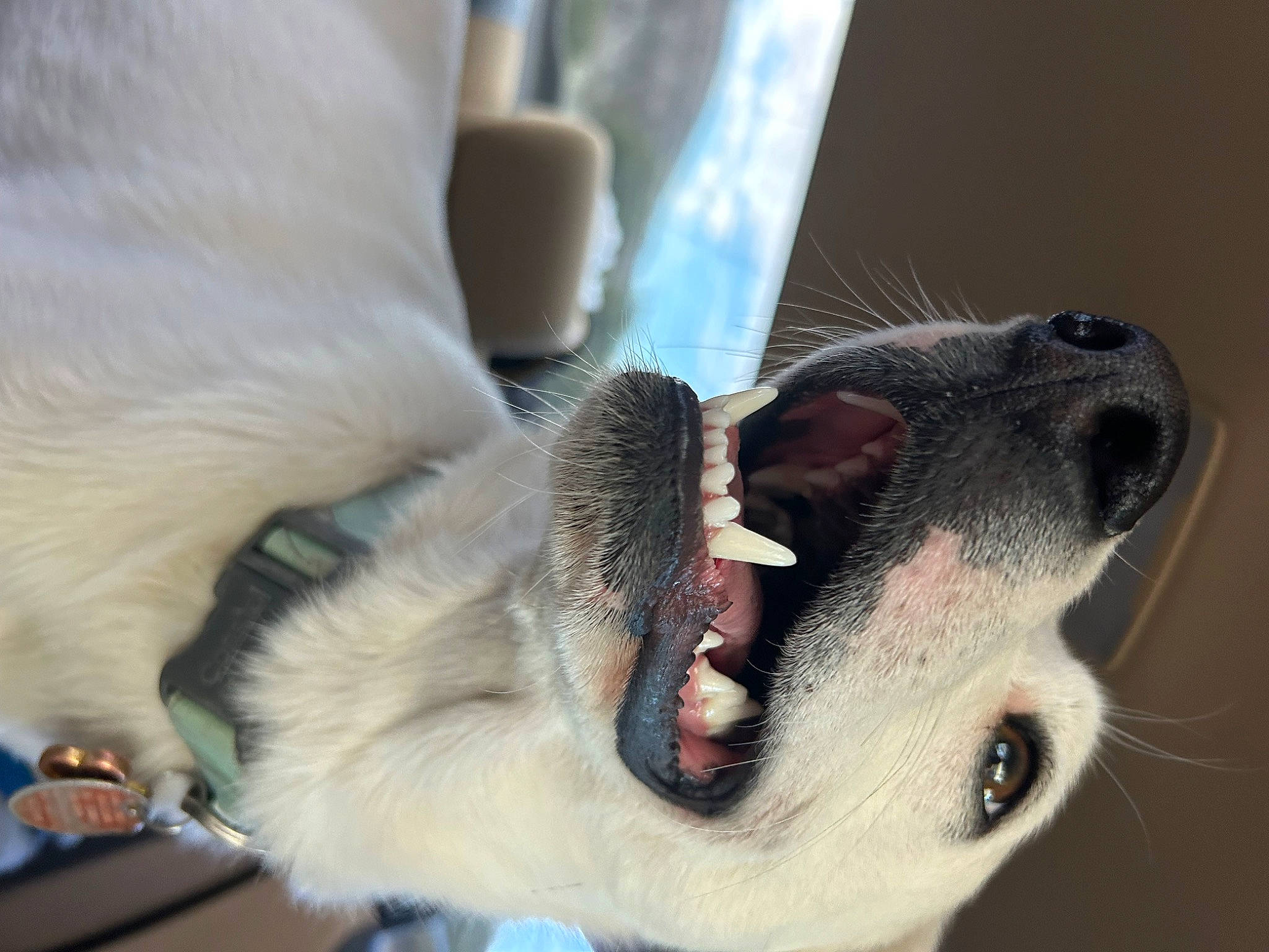Scoopy is registered to the contest to win money with this photo: canidae, carnivore, claw, collar, companion_dog, dog, dog_breed, ear, fang, fawn, foot, fur, jaw, paw, pet_supply, snout, sporting_group, toe, tongue, whiskers