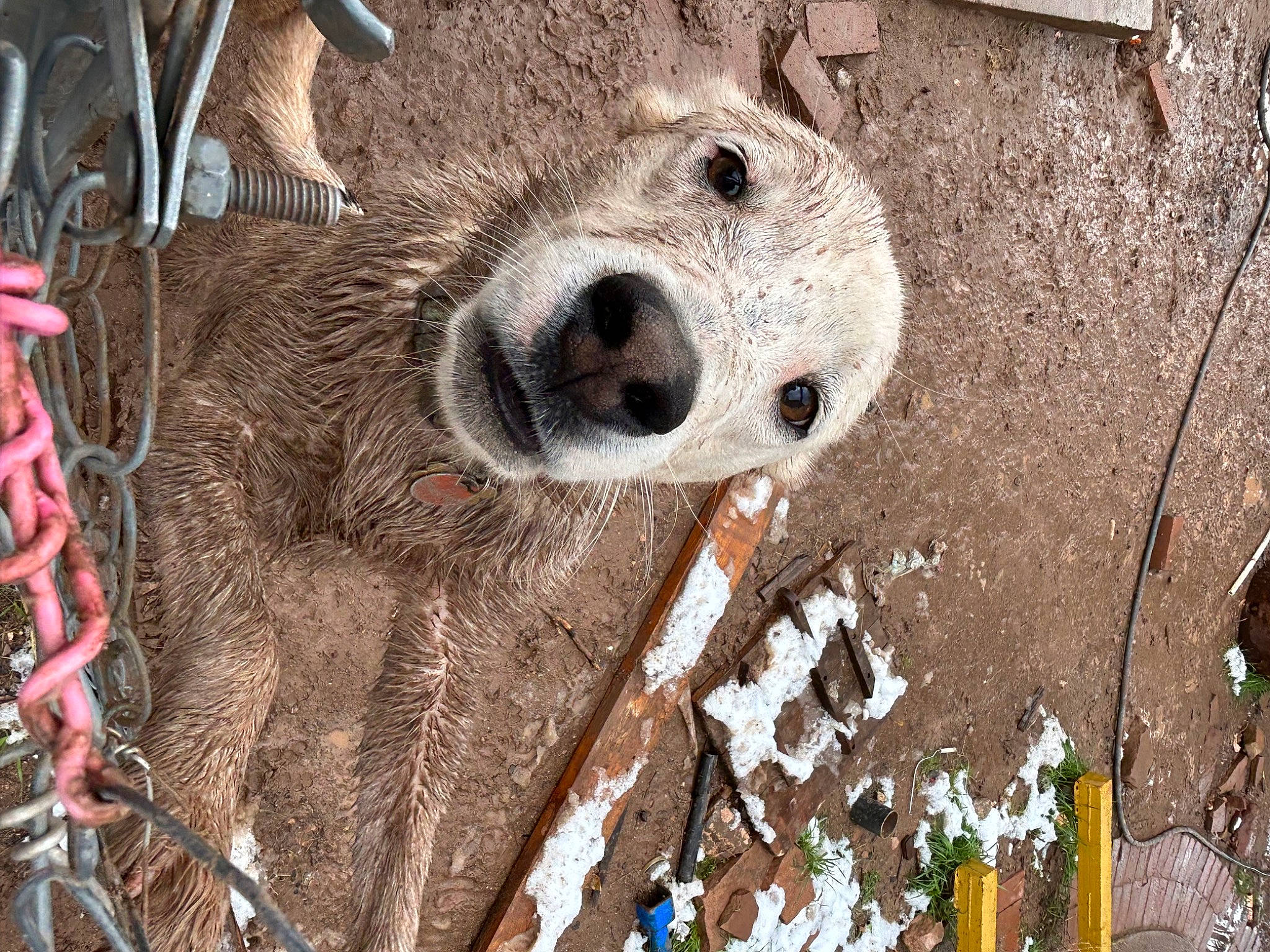 Scoopy is registered to the contest to win money with this photo: adaptation, art, bear, carnivore, dog_breed, fur, grass, pattern, snout, soil, teddy_bear, terrestrial_animal, trunk, twig, whiskers, wildlife, winter, wood, working_animal