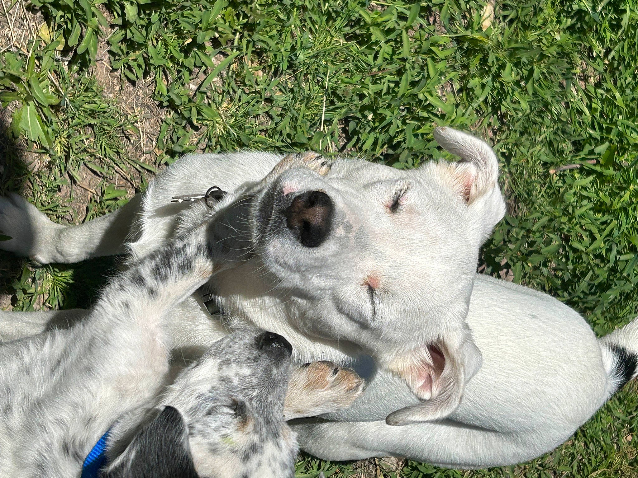 Scoopy is registered to the contest to win money with this photo: american_alligator, canidae, claw, dog_breed, fawn, felidae, fur, grass, groundcover, jaw, nile_crocodile, plant, snout, sporting_group, tail, terrestrial_animal, whiskers, wildlife, working_animal