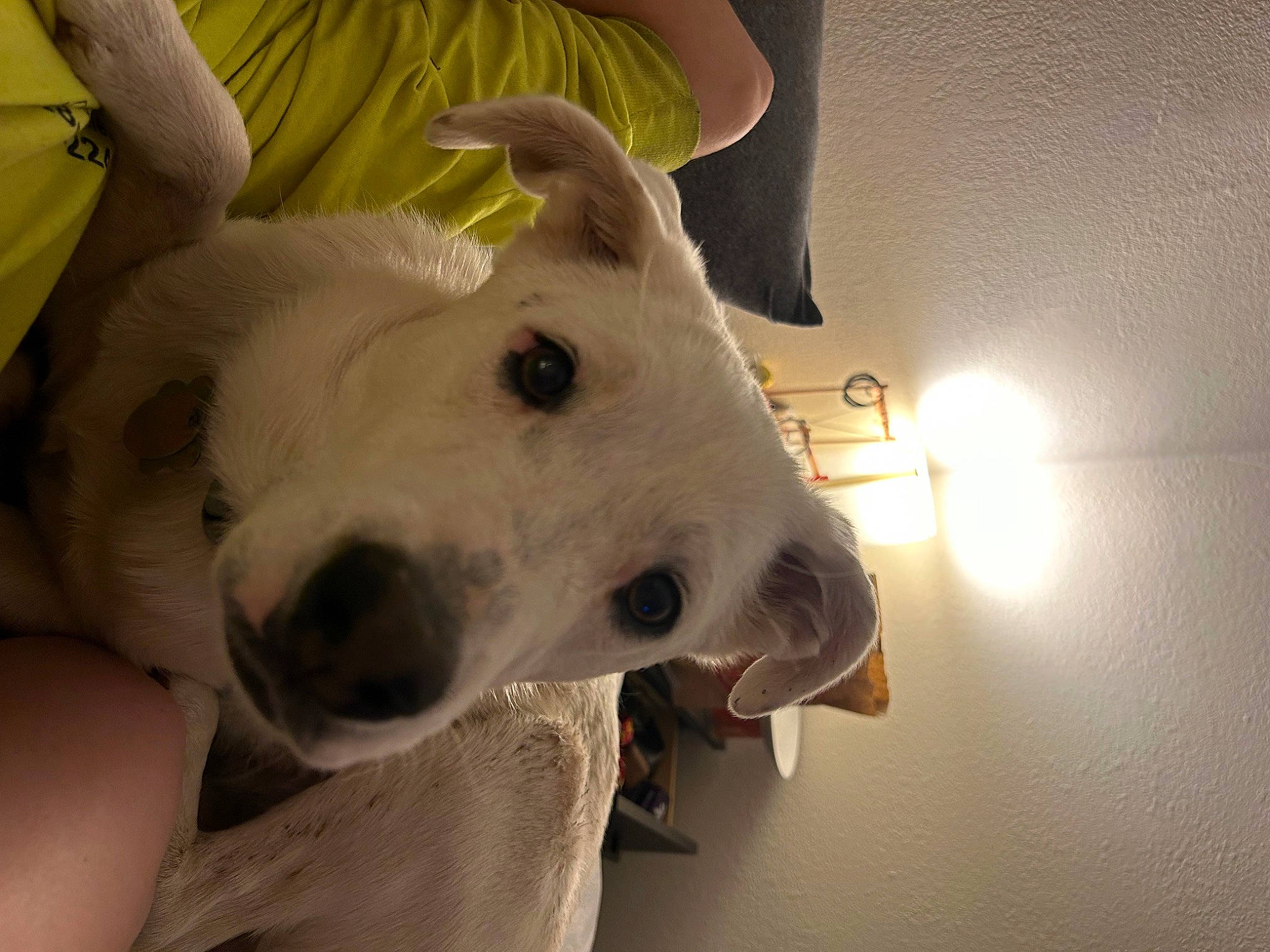 Scoopy is registered to the contest to win money with this photo: canidae, carnivore, comfort, companion_dog, couch, dog, dog_breed, ear, fawn, flooring, fur, guard_dog, happy, non_sporting_group, snout, sporting_group, whiskers, working_animal