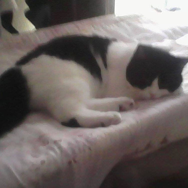 Kirim Et Prunelle participe au concours pour gagner de l'argent avec cette photo : canidae, carnivore, cat, comfort, companion_dog, dog_breed, domestic_short_haired_cat, felidae, fur, linens, monochrome_photography, nap, paw, sleep, small_to_medium_sized_cats, snout, sporting_group, tail, terrestrial_animal, whiskers