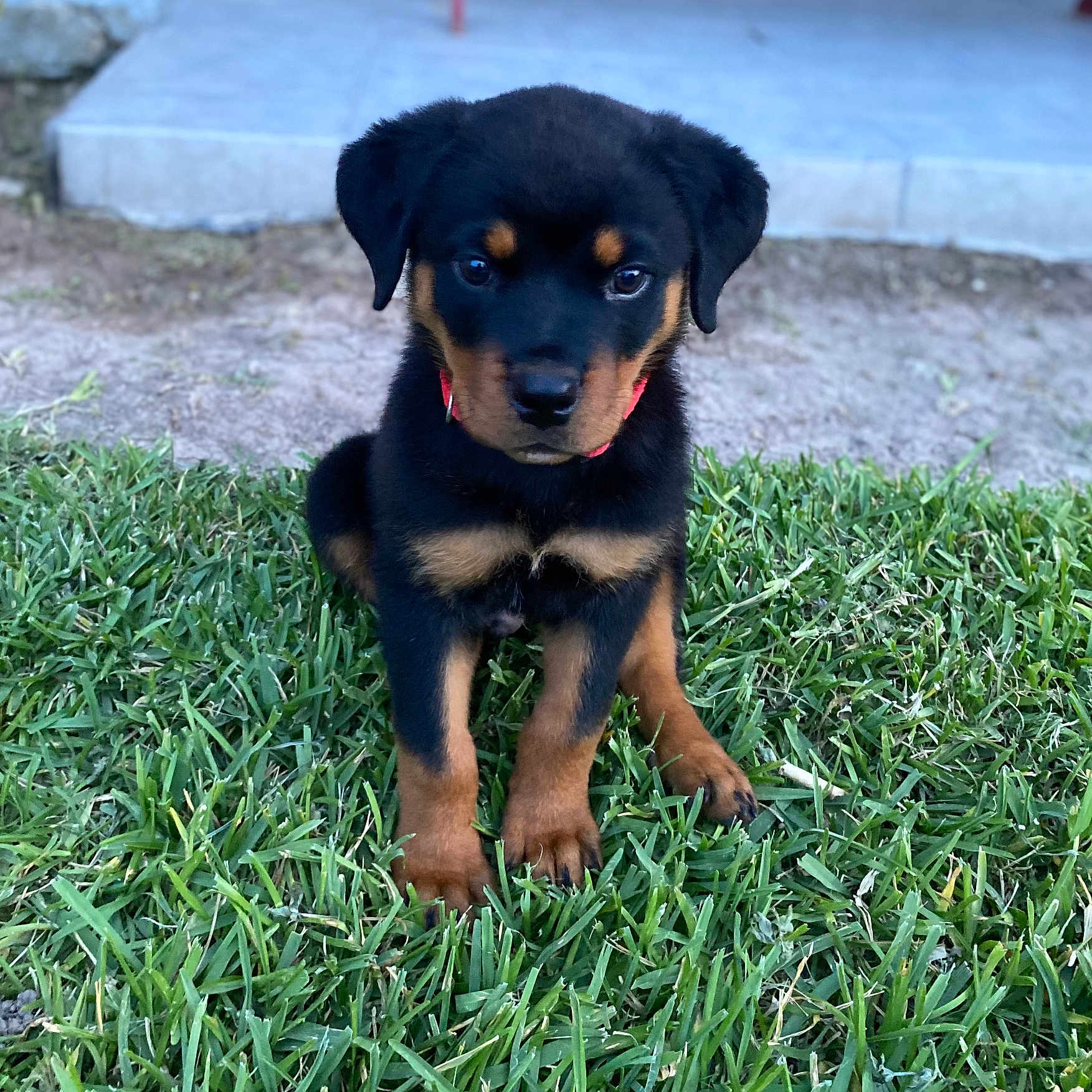 Chucky joined the competition — help win amazing prizes! animal, black, brown, canine, collar, cute, dog, ears, eyes, front_paws, fur, grass, ground, nature, outdoor, pet, puppy, rottweiler, sitting, young