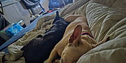 Raven is registered to the contest to win money with this photo: dog, bed, blanket, sleeping, indoor, resting, cozy, room, furniture, companion, pet, relaxation, domestic, canine, fur, couch, living_room, collar, napping
