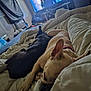 dog, bed, blanket, sleeping, indoor, resting, cozy, room, furniture, companion, pet, relaxation, domestic, canine, fur, couch, living_room, collar, napping