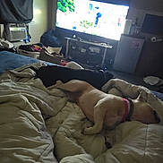 Raven is registered to the contest to win money with this photo: dog, bed, blanket, sleeping, indoor, television, furniture, living_room, household_items, cozy, relaxation, resting, collar, blanket_wrapped, black_dog, tan_dog, domestic, pet, couch, room