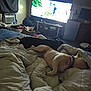 dog, bed, blanket, sleeping, indoor, television, furniture, living_room, household_items, cozy, relaxation, resting, collar, blanket_wrapped, black_dog, tan_dog, domestic, pet, couch, room