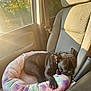 Raven is registered to the contest to win money with this photo: dog, black_dog, sleeping, pet_bed, car_seat, sunlight, window, seatbelt, interior, cozy, relaxing, daylight, animal, resting, cushion, car, travel, comfort, cute, nap