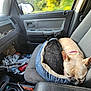 Raven joined the competition — help win amazing prizes! dog, pet, car_interior, dog_bed, passenger_seat, window, nature, blurred_background, sleeping, cozy, companion, seat, collar, resting, road_trip, messy_floor, water_bottle, cup_holder, side_mirror, vehicle