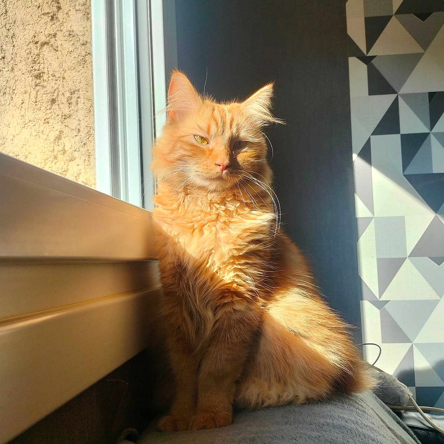 Twister a rejoint le concours — aidez-le/la à gagner de superbes lots ! abyssinian, angora, animal, bed, cat, closet, couch, cupboard, cushion, door, furniture, homedecor, indoors, interiordesign, kitten, manx, pet, plywood, window, wood