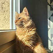 Twister participe au concours pour gagner de l'argent avec cette photo : abyssinian, angora, animal, cat, door, face, grass, head, indoors, kitten, manx, person, pet, photography, plant, portrait, pottedplant, window, windowsill, wood